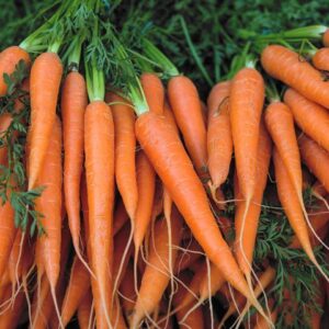 Carrot(Gajar)